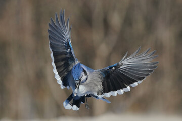Blue Jays on freezing cold winter day flying and fluttering around a tee branch and small box feeder