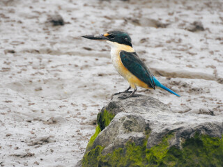 Sacred Kingfisher Perched on Rock at Cairns Esplanade