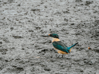 Sacred Kingfisher on Mud Flat