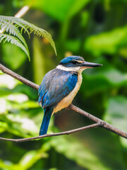 Kotare or Sacred Kingfisher Perched on Branch