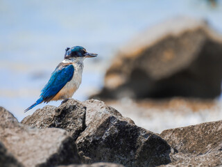 Kotare or Sacred Kingfisher Perched on Rock Looking for Food