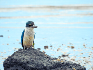 Kotare or Sacred Kingfisher at Beach on Low Tide