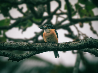 Sacred Kingfisher Perched in Tree in Cairns