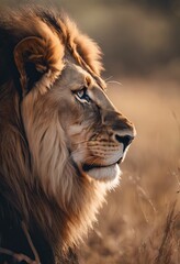 A Lion in the Savanna for World Wildlife Day Background