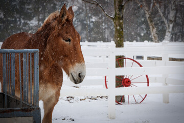 Newton Draft Mules 3