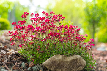 saxifraga arendsii .blooming saxifraga bush on a stone.Ground cover spring flowers. red saxifraga...