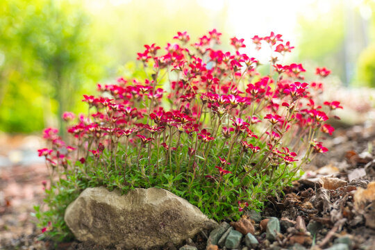 saxifraga arendsii close-up.blooming saxifraga bush on a stone.Ground cover spring flowers. red saxifraga flowers in the spring garden.Low growing ground cover flower.Small red flowers for rock