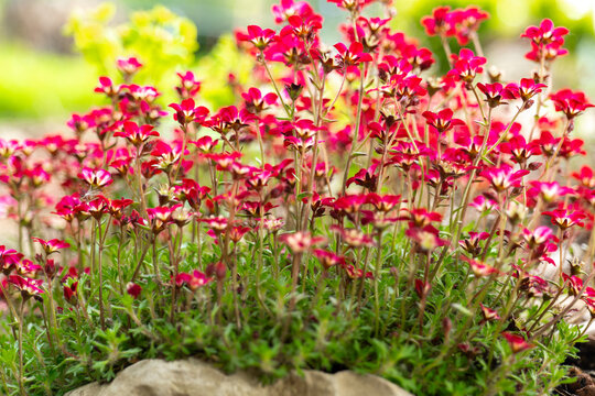 saxifraga arendsii bush on a stone.Ground cover spring flowers. red saxifraga flowers in the spring garden.Low growing ground cover flower.Small red flowers for rock gardens