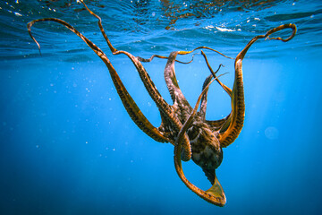 Wild Octopus Close Up in Clear Blue Ocean Water in Hawaii 