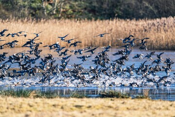 Eurasian Wigeon, Mareca penelope, birds in flight over winter marshes at sunrise