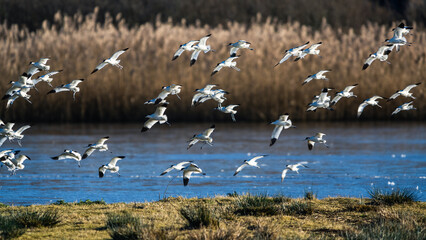 Fototapeta na wymiar Pied Avocet, Recurvirostra avosetta, birds in flight over winter marshes at sunrise