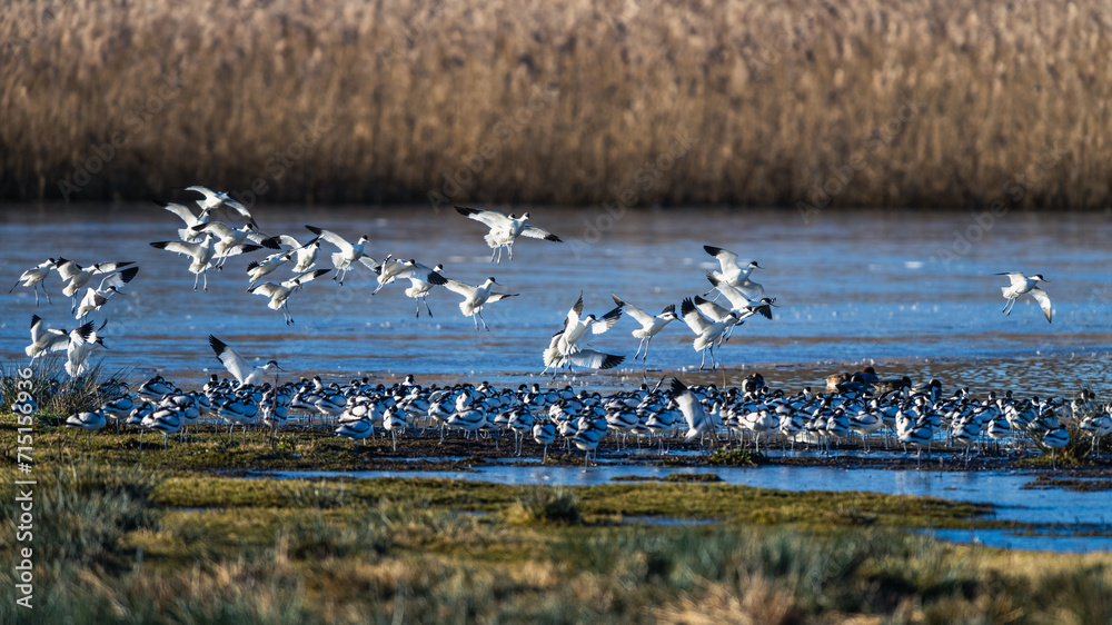 Poster Pied Avocet, Recurvirostra avosetta, birds in flight over winter marshes at sunrise