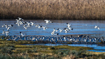 Pied Avocet, Recurvirostra avosetta, birds in flight over winter marshes at sunrise