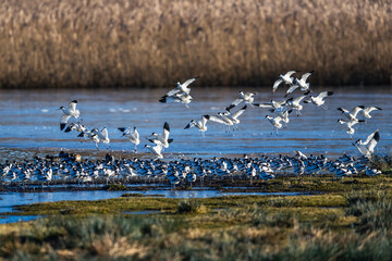 Pied Avocet, Recurvirostra avosetta, birds in flight over winter marshes at sunrise