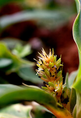 Obraz premium Plant