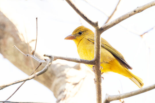 A female summer tanager (Piranga rubra)—a beautiful and uncommon yellow bird—in the woods in Sarasota, Florida