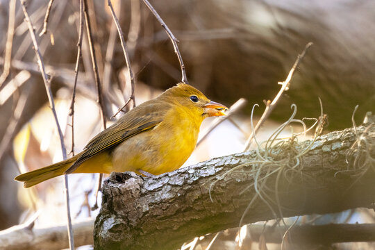 A female summer tanager (Piranga rubra)—a beautiful and uncommon yellow bird—in the woods in Sarasota, Florida