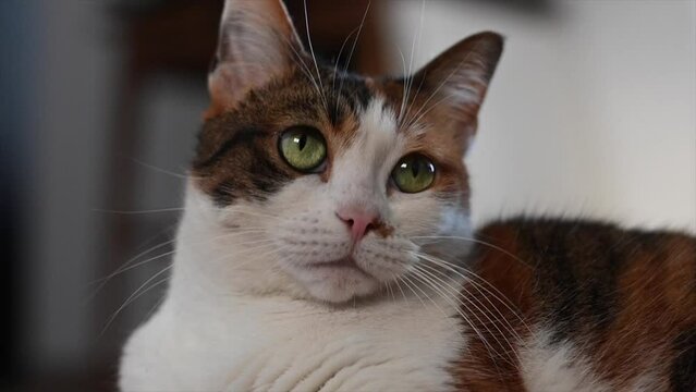 Slow motion video of a close-up of three-color calico female cat's face looking attentively around 3
