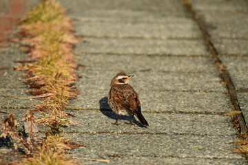 遊歩道に立つツグミ