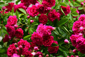 満開の濃いピンクのつるバラ