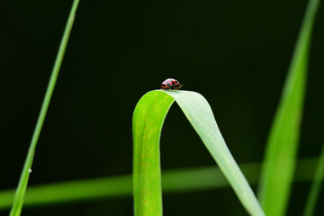 ガマの葉に止まるてんとう虫