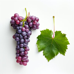 Red Grape vine and Grape Leaf isolated on white