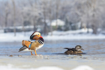 Pair Mandarin duck (Aix galericulata) in winter