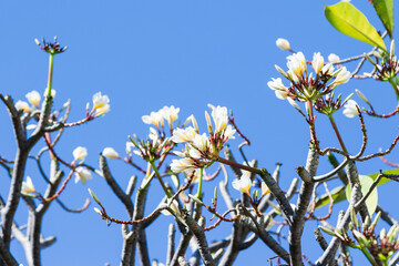 White Frangipani flowers on the tree with blue sky background