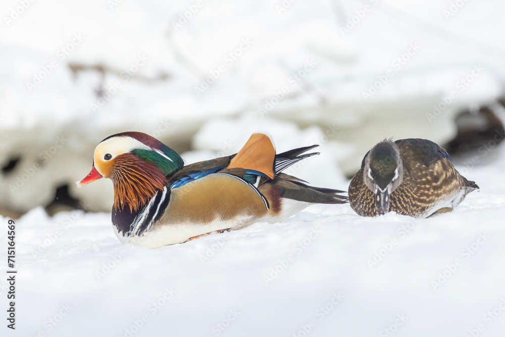 Canvas Prints Pair Mandarin duck (Aix galericulata) in winter