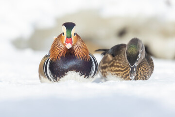 Pair Mandarin duck (Aix galericulata) in winter