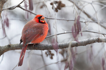 Male northern cardinal (Cardinalis cardinalis) in winter