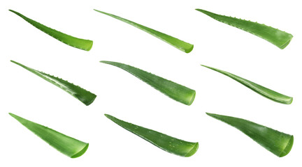 Aloe Vera. Fresh green leaves isolated on white, collection