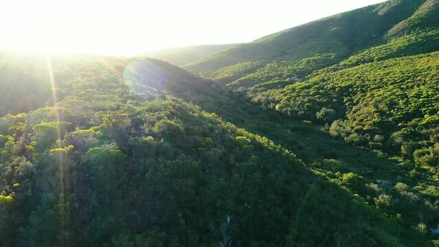 Drone, forest and landscape with trees in nature for growth, sustainability in summer for conservation. Earth, mountain and flare with calm outdoor in woods for eco friendly or green scenery
