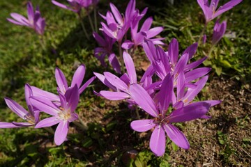 イヌサフランの花が咲く季節