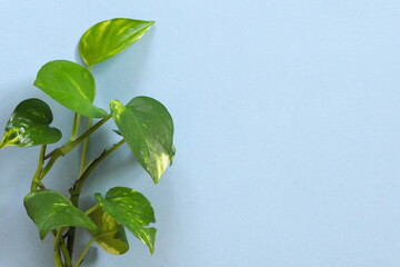 Golden pothos plant on blue background. Border design with copy space.