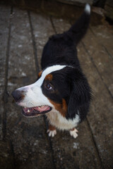 Portrait of female Bernese Mountain dog