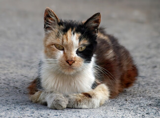 Cute colorful cat resting outdoors. Street stray cat lying on the pavement. Background.