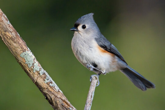 Tufted Titmouse on a Branch