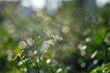 Full frame shot of water on metal, Close-up of bubbles on railing against 
Bubbles,fragrant plant in a garden under blurred blue sky, selective focus image,Wrightia religiosa on a blurred background