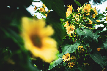 Sunflowers are yellow, the petals are large, the pistils are round and yellow. 
Close-up of...