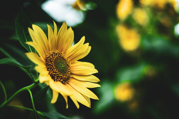 Sunflowers are yellow, the petals are large, the pistils are round and yellow. 
Close-up of sunflower field against sky,
Close-up of sunflowers on land
Sunflower blooming in Phitsanulok provinces,Clos