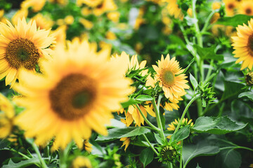 Sunflowers are yellow, the petals are large, the pistils are round and yellow. 
Close-up of...