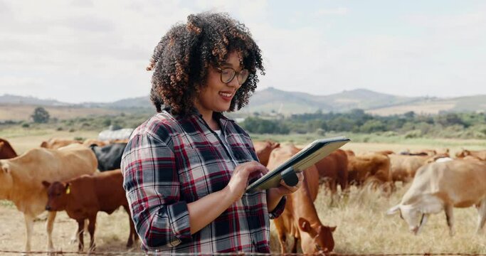 Tablet, cattle or happy woman in field with research online for sustainability or agriculture in countryside. Farmer, land tips or cow farming in small business for dairy, meat or food production