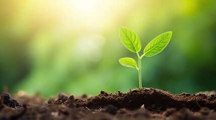 Fototapeta premium Young plants growing from the ground, Planting young plant seeds in the morning with nature background