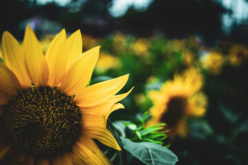 the whole garden has hundreds of sunflowers blooming simultaneously in the morning.
Sunflowers are...