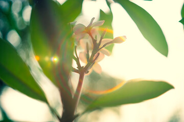 Fototapeta premium Close-up of yellow flowering plant,Plumeria flowers, close-up of pink flowering plant against sky,Plumeria on stone seat.