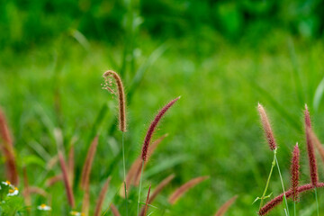 Chrysopogon aciculatus in vase on rattan tray, vintage decoration, an outside area with Chrysopogon aciculatus and Chrysopogon aciculatus on the side of 