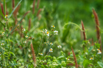 Group of yellow sun flower next to the road,Field of orange petals of Opium poppy flower blooming on blurry green leaves under sunlight evening,Close-up of flowering plant on field against sky,chrysan