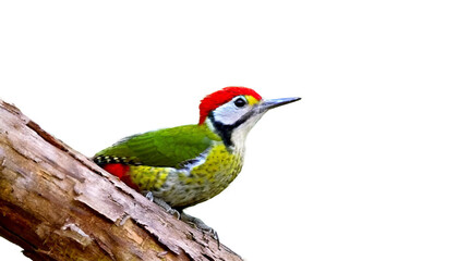 Obraz premium アオゲラ, キツツキ