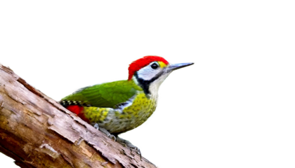 アオゲラ, キツツキ